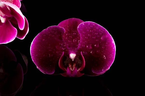 Red Orchids Water Reflection Water Drops — Stock Photo, Image