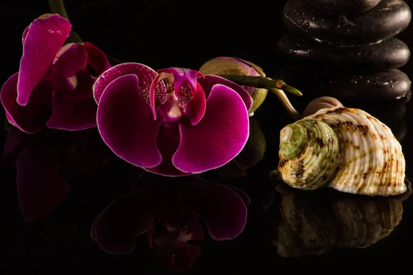 Rote Orchideen Mit Wasserreflexion Und Wassertropfen — Stockfoto