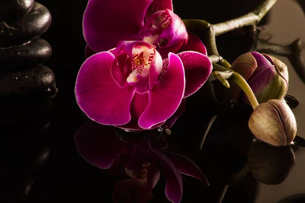 Rote Orchideen Mit Wasserreflexion Und Wassertropfen — Stockfoto