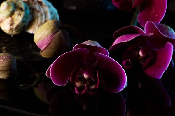 Rote Orchideen Mit Wasserreflexion Und Wassertropfen — Stockfoto