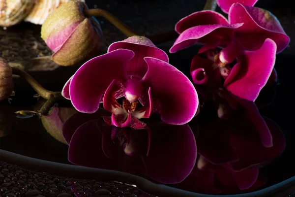 Rote Orchideen Mit Wasserreflexion Und Wassertropfen — Stockfoto