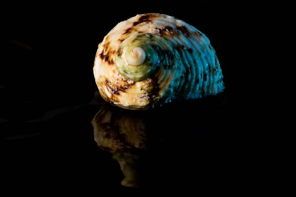 Guscio Con Riflessione Dell Acqua — Foto Stock