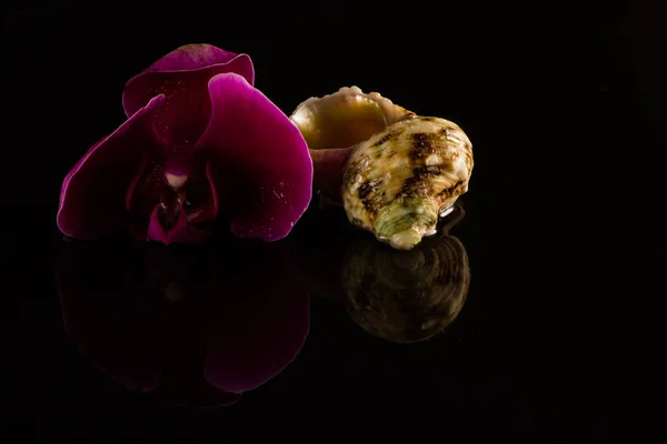 Vörös Orchideák Víztükörképpel Vízcseppekkel — Stock Fotó