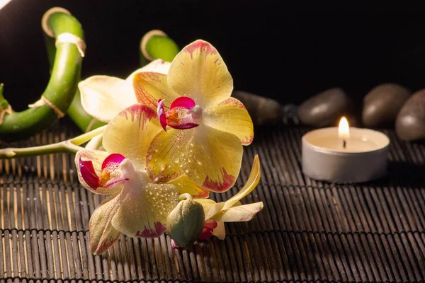 Żółta Orchidea Korzeniem Bambusowej Macie — Zdjęcie stockowe