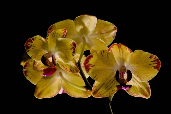 Bloempot Orchidee Bloem — Stockfoto