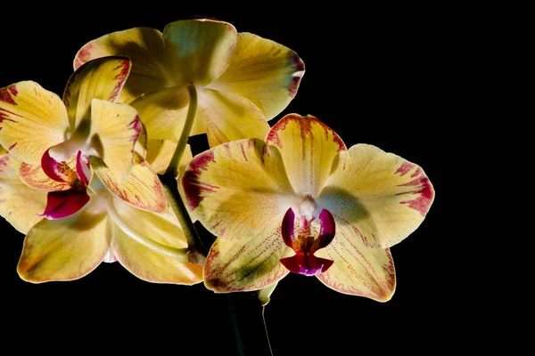 Botânica Floral Flor Orquídea — Fotografia de Stock