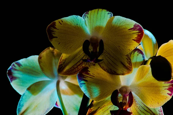Botanika Kwiatowa Kwiat Storczyka — Zdjęcie stockowe