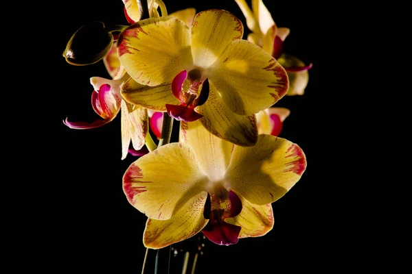 Floral Botany Orchid Flower — Stock Photo, Image