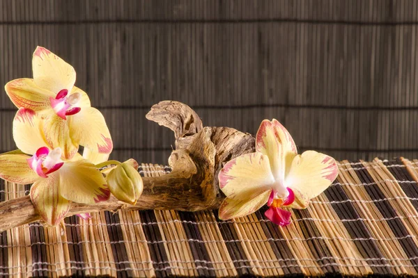 Gele Orchidee Met Wortel Bamboe Mat — Stockfoto