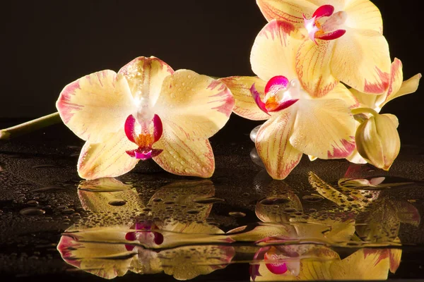 Gelbe Orchidee Mit Wurzel Auf Bambusmatte — Stockfoto