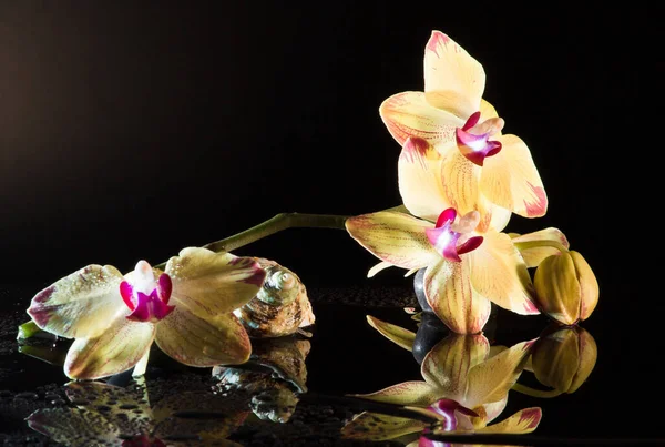 Botânica Floral Flor Orquídea — Fotografia de Stock
