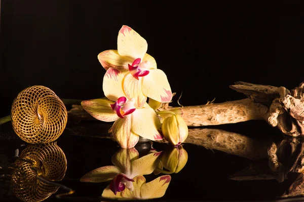 Escénico Flor Colorida Hermosa Orquídea — Foto de Stock