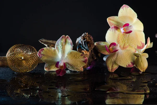Orchideenblütenpflanze Flora — Stockfoto