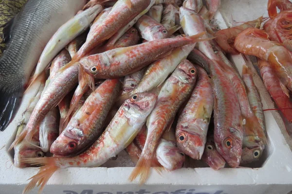 Surmullet Rotbarbe Dal Mare Adriatico Negozio Pesce Bar City Montenegro — Foto Stock