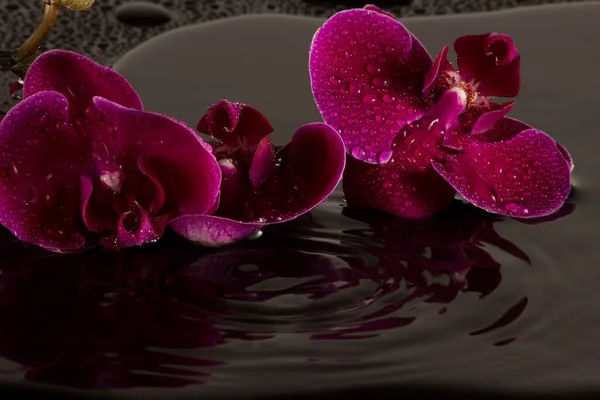 Red Orchids Water Reflection Water Drops — Stock Photo, Image