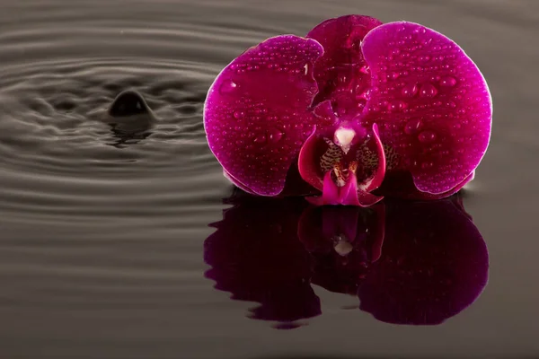 Red Orchids Water Reflection Water Drops — Stock Photo, Image