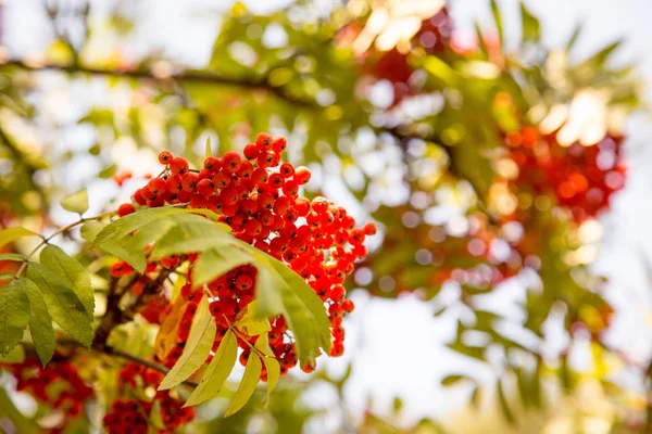 Bayas Rowan Fresno Montaña Sorbus Árbol Con Bayas Maduras — Foto de Stock