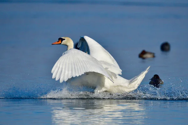 Cisne Mudo Aterragem — Fotografia de Stock