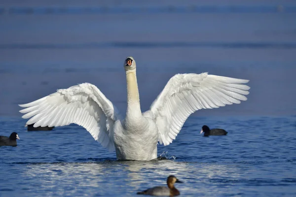 Mute Swan Preening — Stock Photo, Image