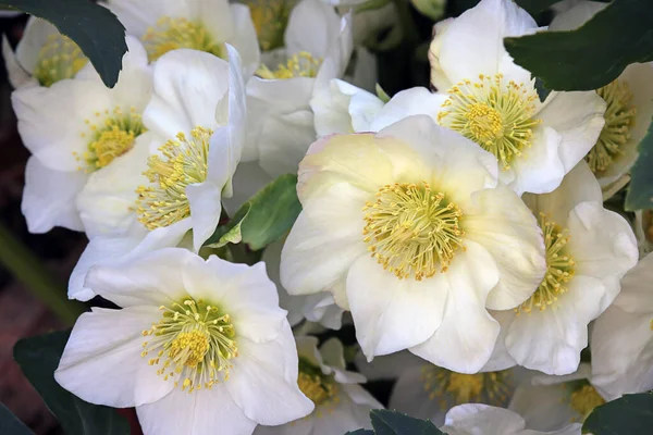 Blüten Der Schneerose Helleborus — Stockfoto