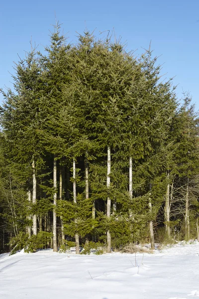 Algumas Coníferas Estão Uma Paisagem Coberta Neve Céu Azul Ensolarado — Fotografia de Stock