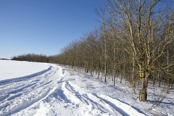 Árvores Carecas Estão Uma Paisagem Neve Com Algumas Marcas Derrapagem — Fotografia de Stock