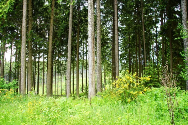 Las Iglasty Lecie Osłoną — Zdjęcie stockowe
