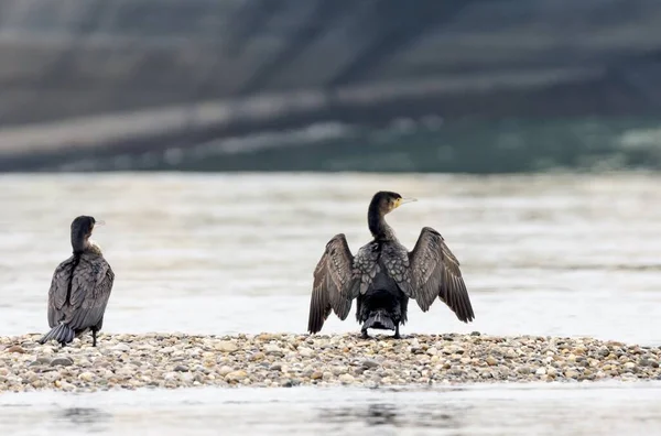 Cormorante Praia Posição Descanso — Fotografia de Stock