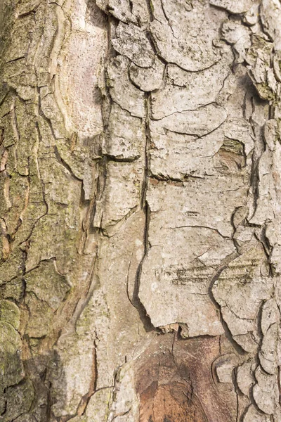 Kůra Stromů Přírodní Dřevo Texturované — Stock fotografie