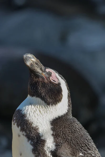 Vue Panoramique Des Oiseaux Pingouins Mignons Nature — Photo