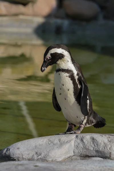 Luonnonkaunis Näkymä Söpö Pingviini Lintuja Luonnossa — kuvapankkivalokuva