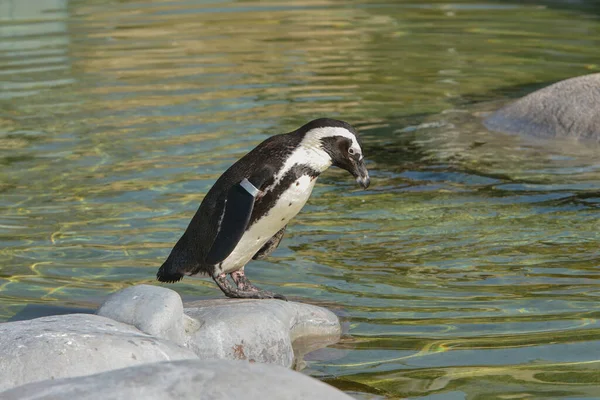 自然の中で可愛いペンギンの姿を見る — ストック写真