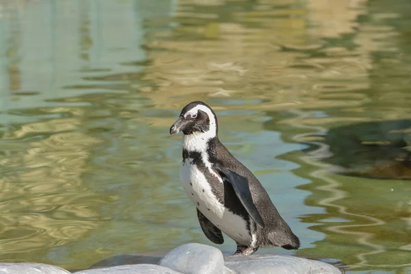 自然の中で可愛いペンギンの姿を見る — ストック写真