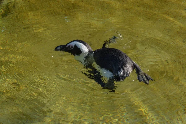 Vista Panoramica Uccelli Pinguino Carino Natura — Foto Stock