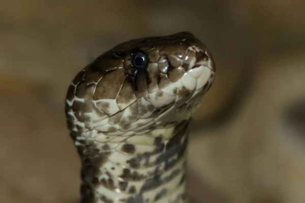 Cobra Indiana Serpente Brillenschlange — Foto Stock