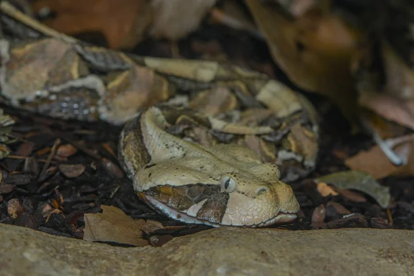 Eine Nahaufnahme Eines Frosches — Stockfoto