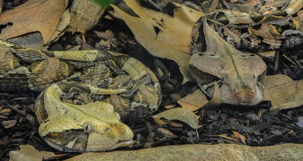 森の中の蛇のクローズアップ — ストック写真