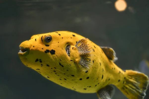 Carta Parati Tema Marino Colpo Subacqueo — Foto Stock