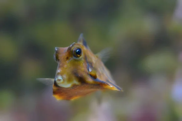 Dierenfoto Buitenbeeld — Stockfoto