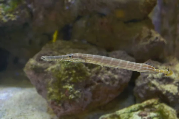 Fische Korallenriff — Stockfoto