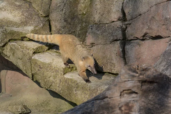 Coati Zoo — Zdjęcie stockowe