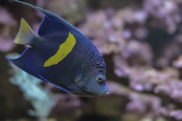 Pesce Nella Barriera Corallina — Foto Stock