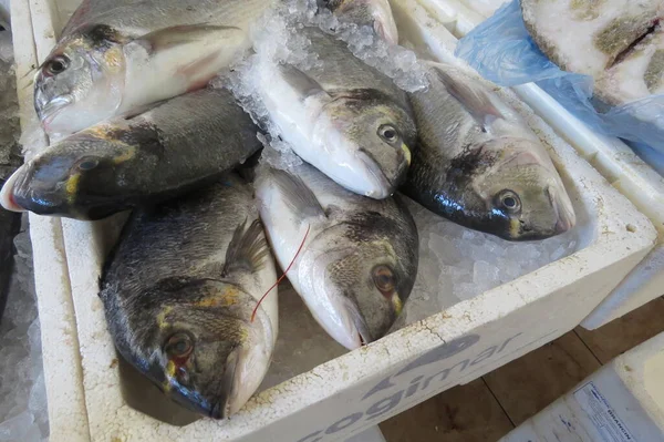 Dorado Dal Mare Adriatico Nel Negozio Pesce Bar Città Montenegro — Foto Stock