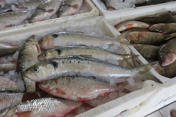 Herring Iwasi Selyodochka Adriatic Sea Fish Shop Bar City Montenegro — Stock Photo, Image