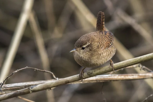 Vacker Utsikt Över Vacker Fågel Naturen — Stockfoto