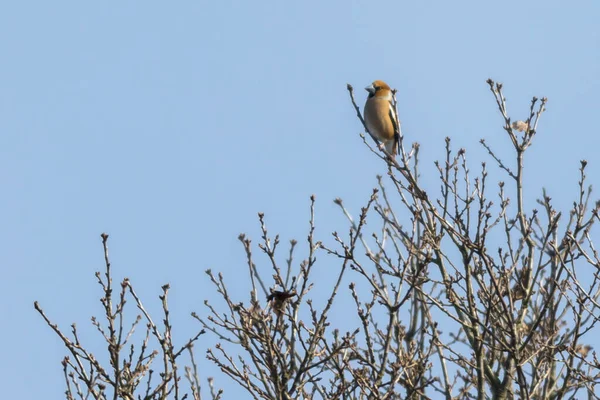 Grosbeak Gałęziach — Zdjęcie stockowe