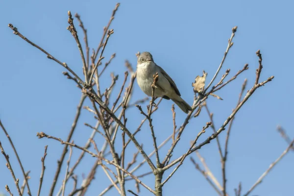 Une Herbe Sonnette Dans Les Branches — Photo