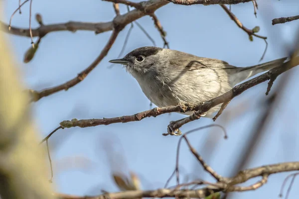 Warbler Blackcap Nos Ramos — Fotografia de Stock