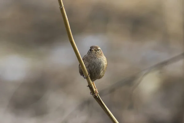 Neplodný Rákosí Říčního Břehu — Stock fotografie