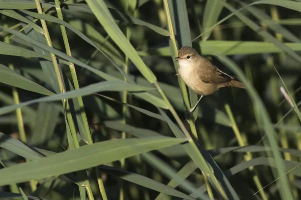 Malerischer Blick Auf Majestätische Waldsänger Der Natur — Stockfoto